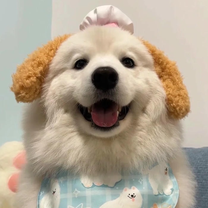 avatar con chó phong cách đáng yêu