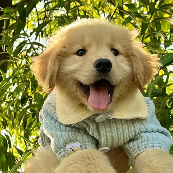 avatar con chó phong cách đơn giản