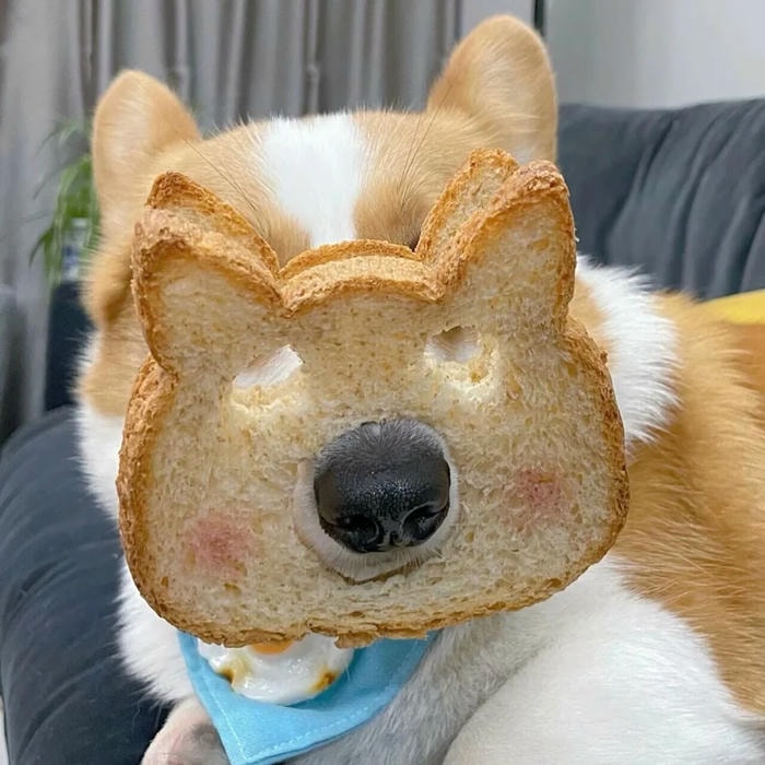 avatar con chó phong cách vui nhộn