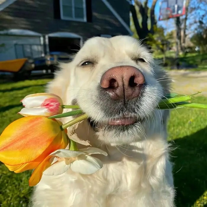 avatar con chó phù hợp ảnh đại diện