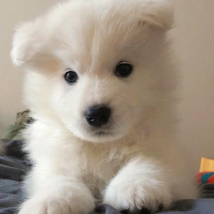 avatar con chó phù hợp nhiều độ tuổi