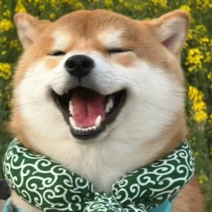 avatar con chó tạo thiện cảm nhanh