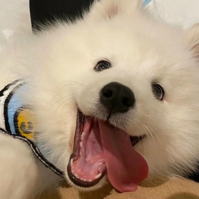 avatar con chó thể hiện sự gần gũi