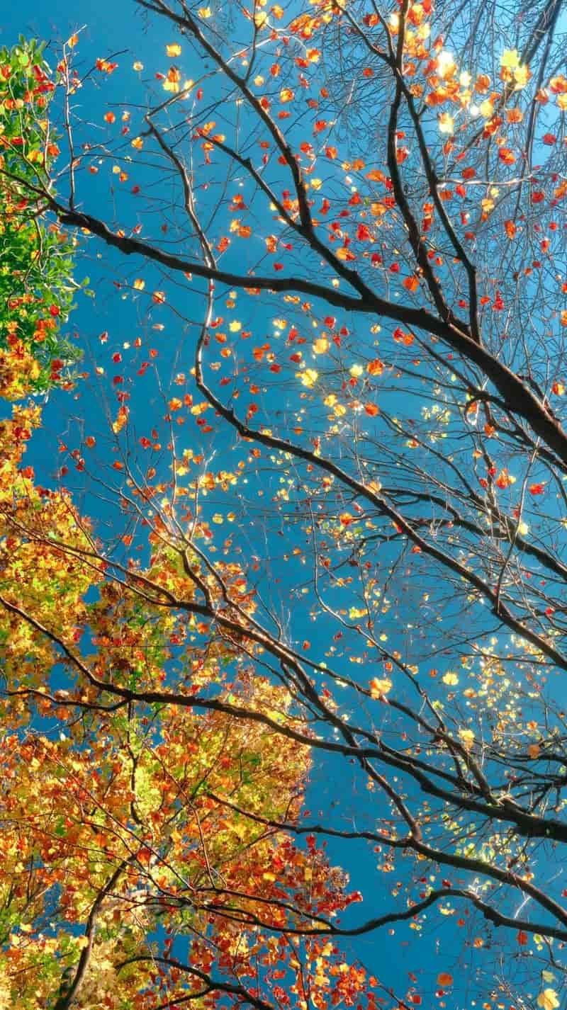 avatar hình nền điện thoại cánh đồng cây rụng lá