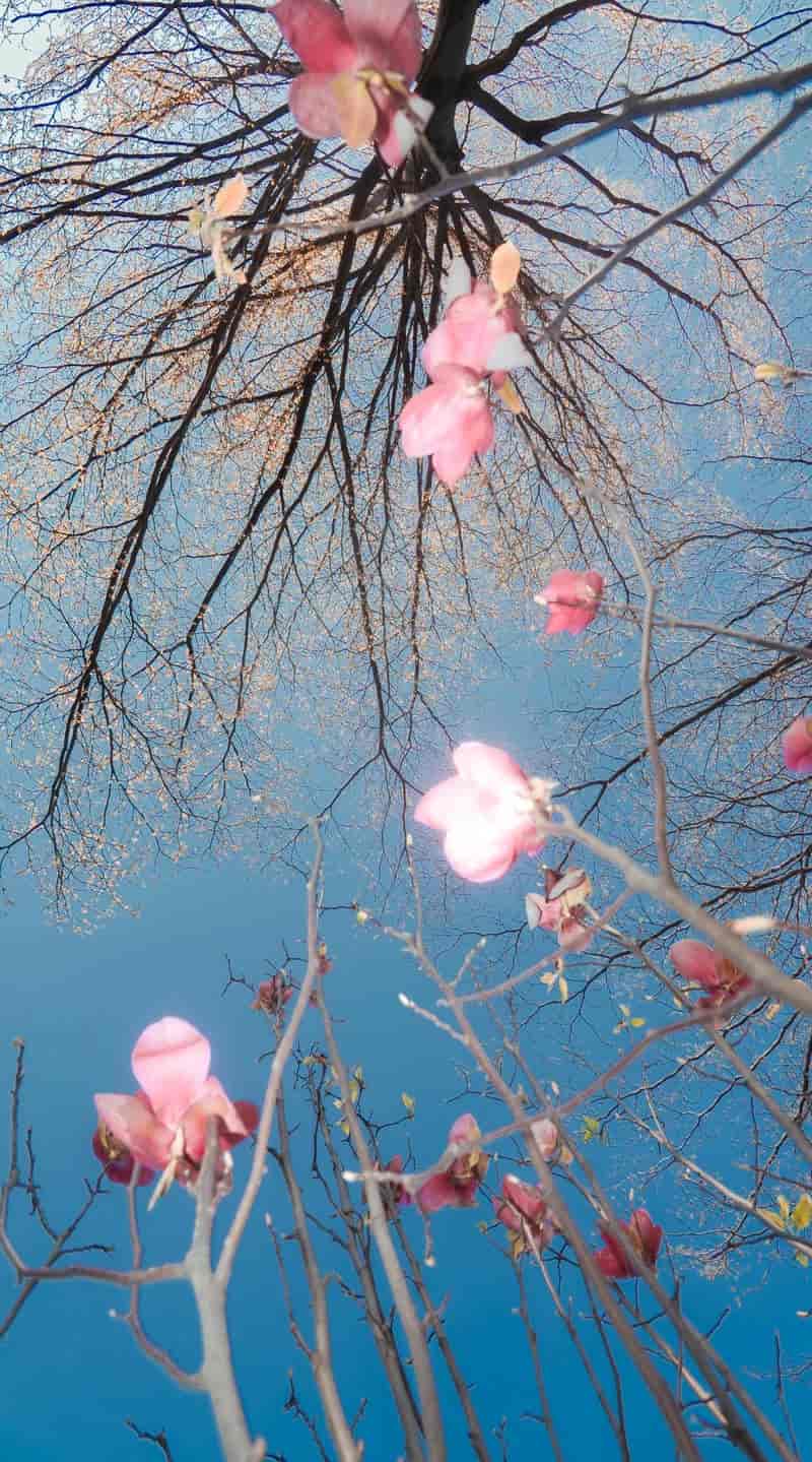 avatar hình nền điện thoại hoa đào nở đẹp