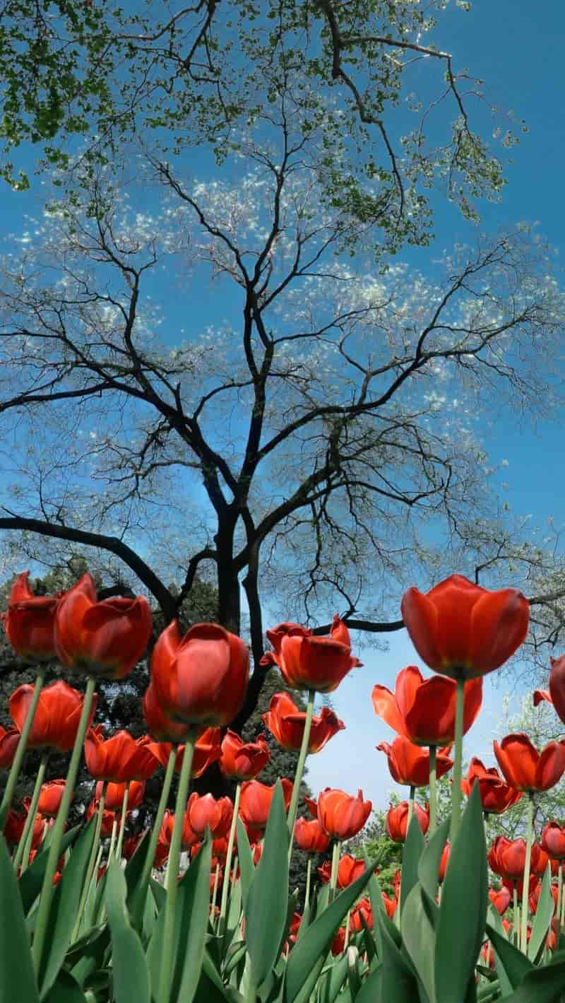 avatar hình nền điện thoại hoa tulip nở rộ