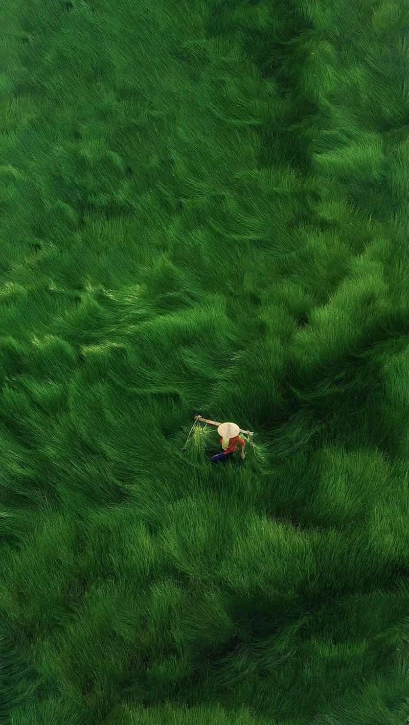 avatar hình nền điện thoại rừng thông sương mù