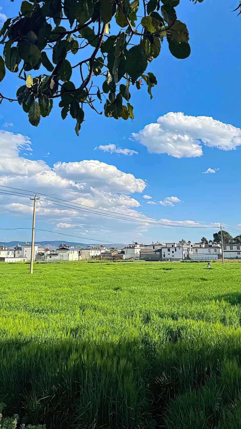 avatar hình nền điện thoại ruộng lúa xanh mướt