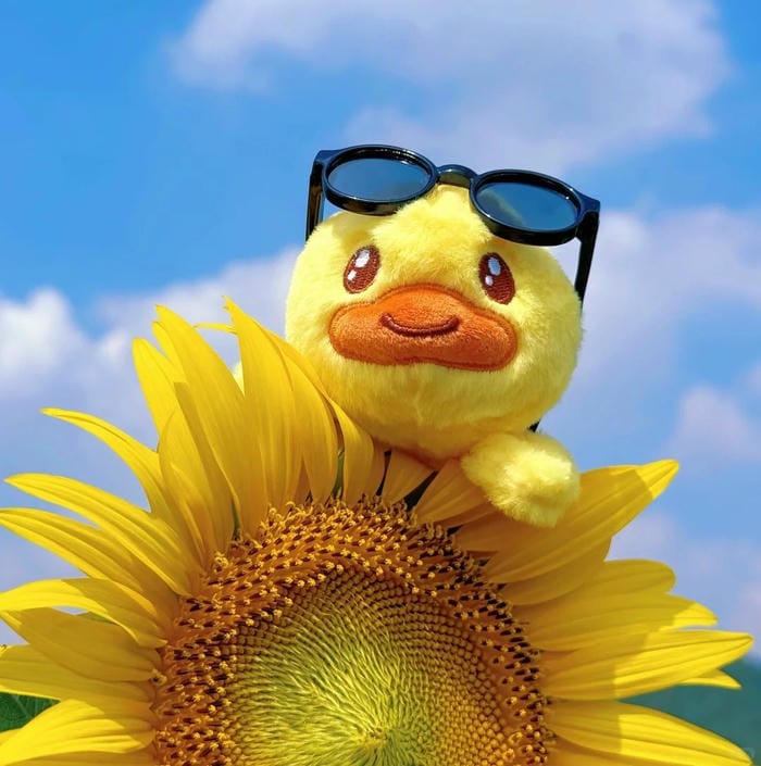 avatar hoa hướng dương ánh nắng ban mai