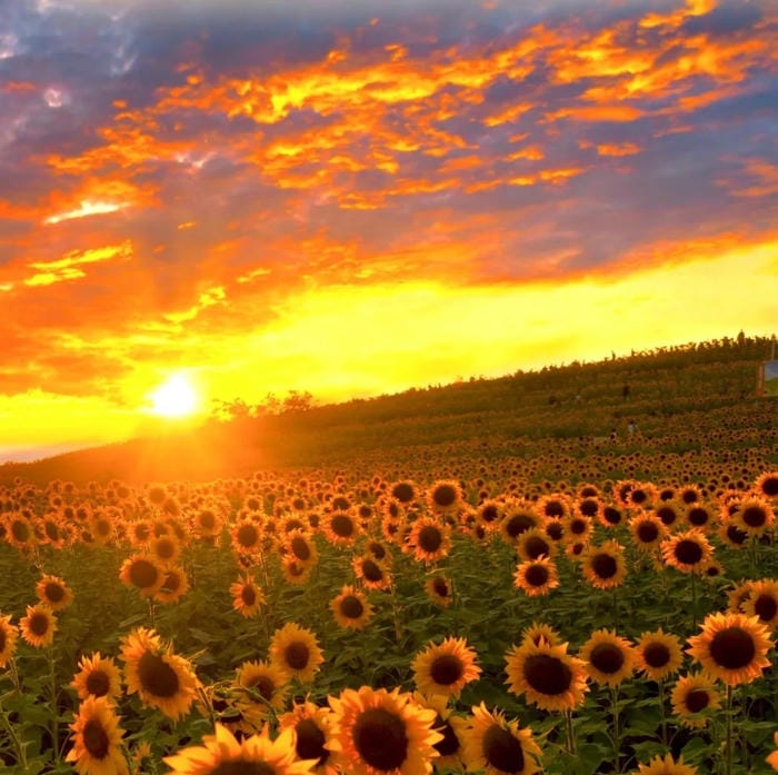 avatar hoa hướng dương chụp cận cảnh đẹp