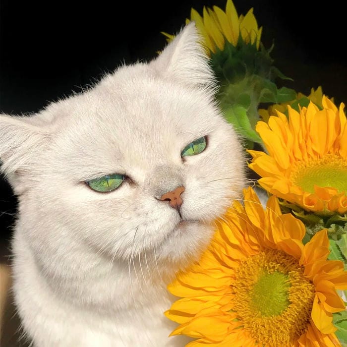 avatar hoa hướng dương mèo cute