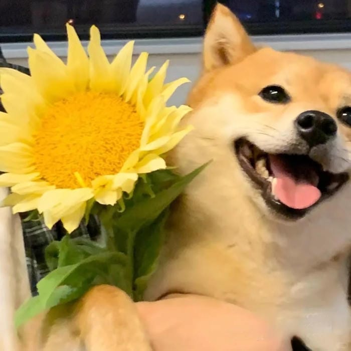 avatar hoa hướng dương phong cách Hàn Quốc