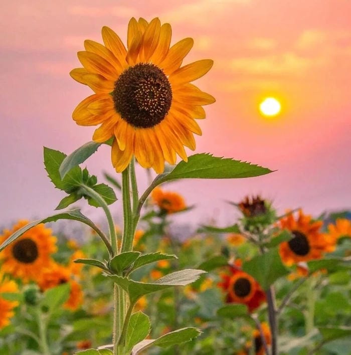 avatar hoa hướng dương tối giản thanh lịch