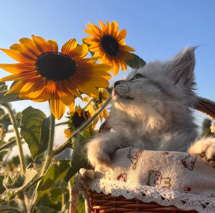 avatar hoa hướng dương tone màu ấm