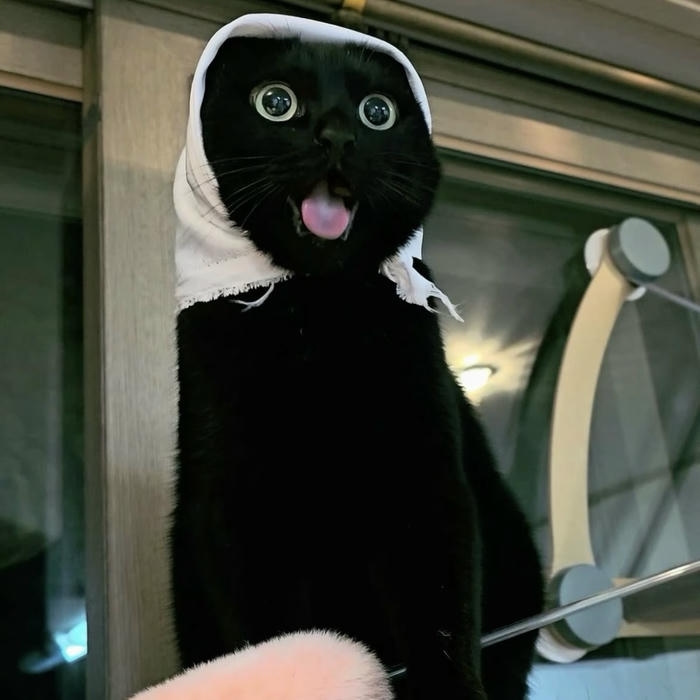avatar mèo đen vô tri đội khăn
