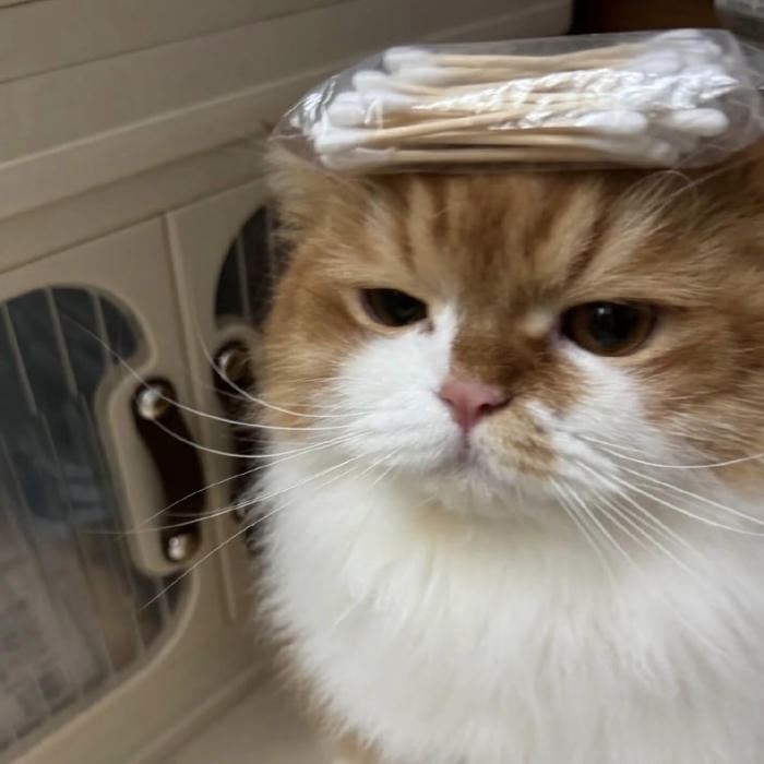 avatar mèo vô tri đáng yêu