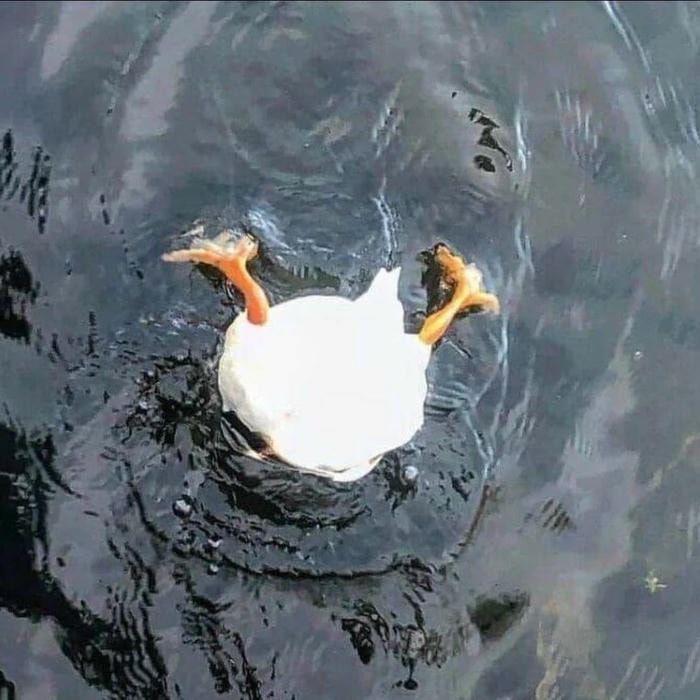 avatar vịt cute phong cách dễ thương