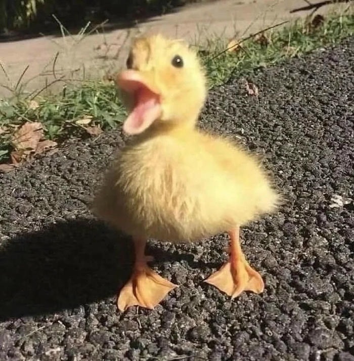 avatar vịt cute tạo điểm nhấn xinh xắn