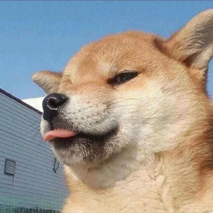 cảm giác thân thiện từ avatar con chó