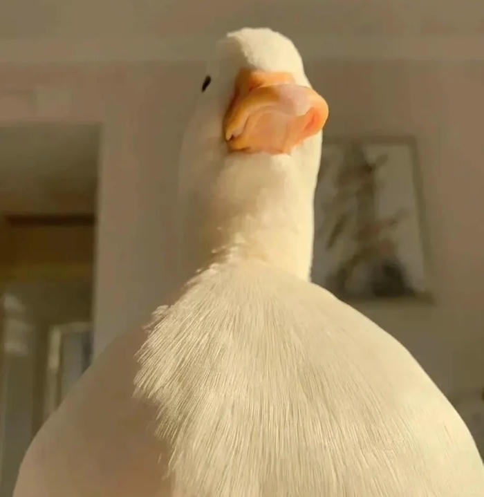 cảm giác vui vẻ từ avatar vịt cute