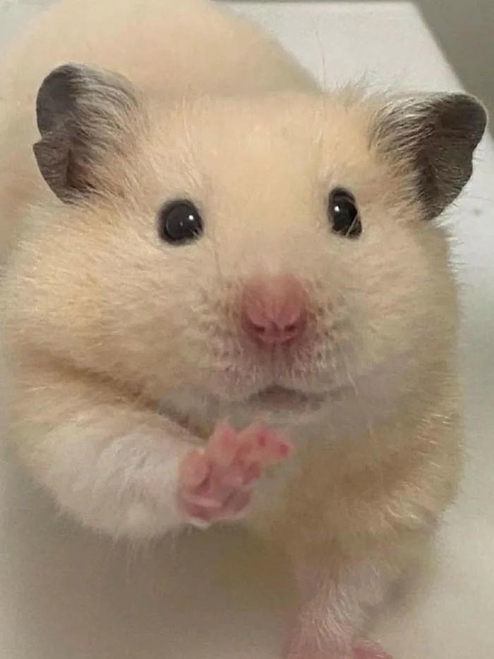 chuột hamster meme vui