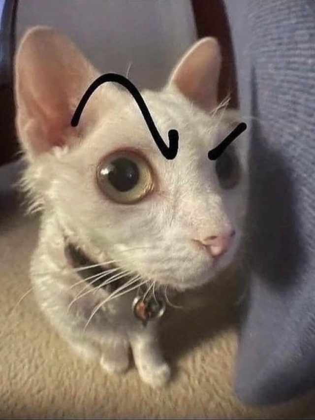 215+ ảnh avatar mèo vô tri độc lạ cho hồ sơ bạn nổi bật