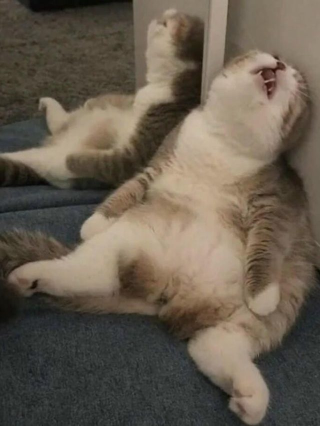 87+ Ảnh meme đi ngủ hài hước giúp bạn kết thúc ngày thật vui