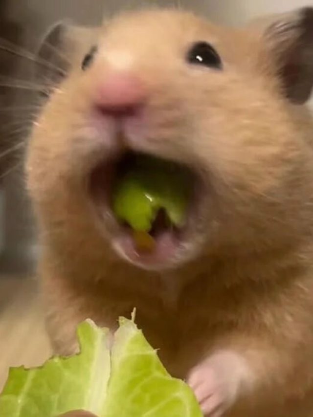 220+ Meme Chuột Hamster siêu hài giúp giải trí cả ngày