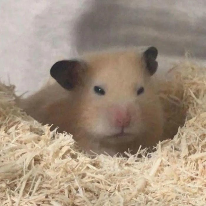 hamster cute meme