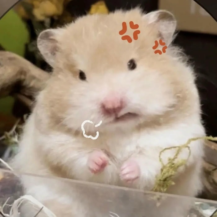 hamster meme dễ mến