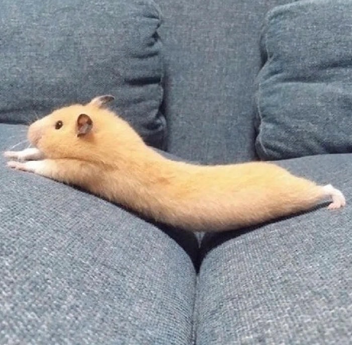 hamster meme hài nhất