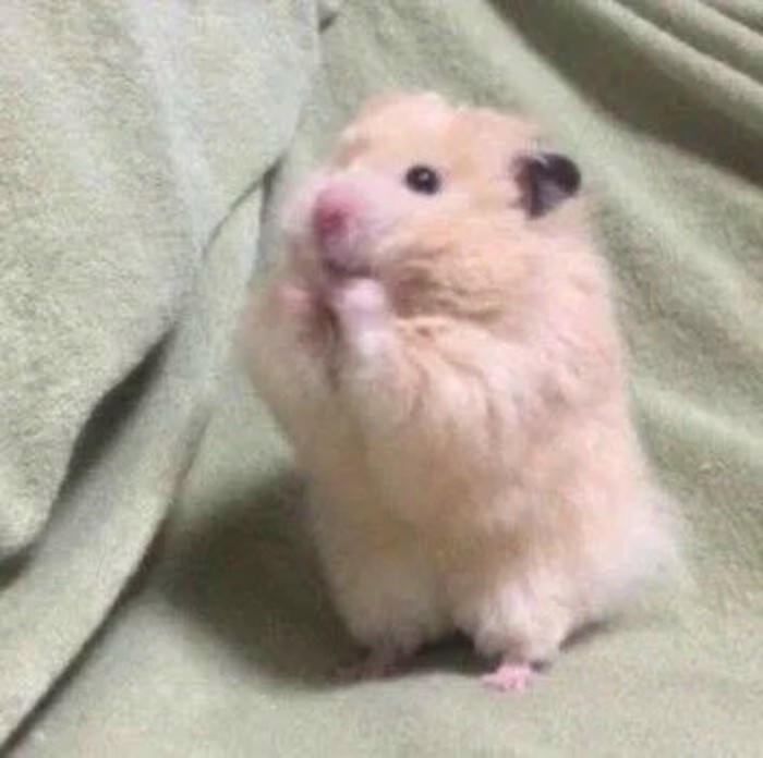 hamster meme icon