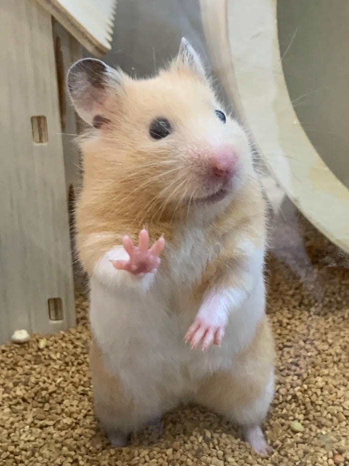 hamster meme trending