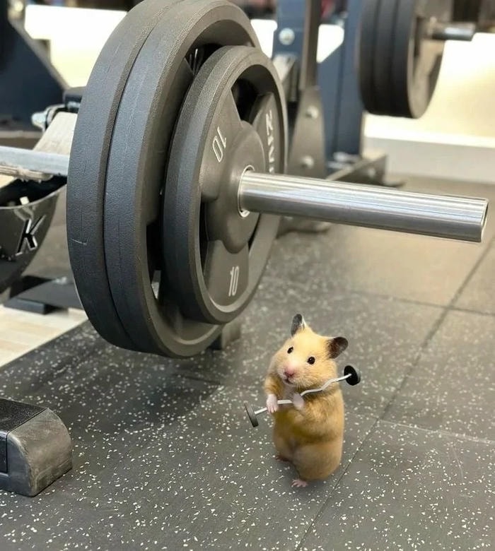 hamster meme