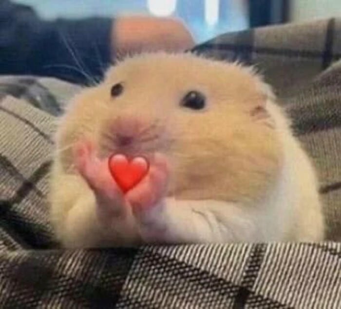 hamster reaction cute