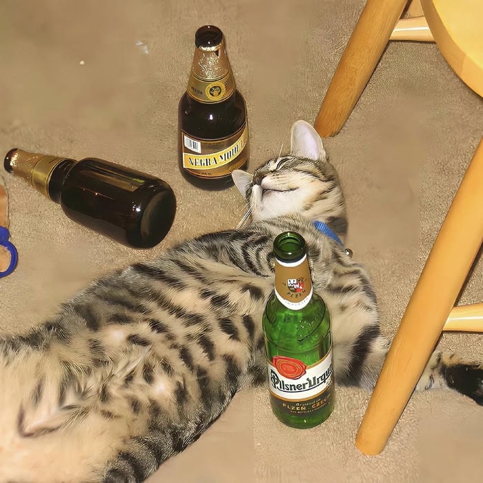 hình ảnh mèo avatar say sỉn vô tri