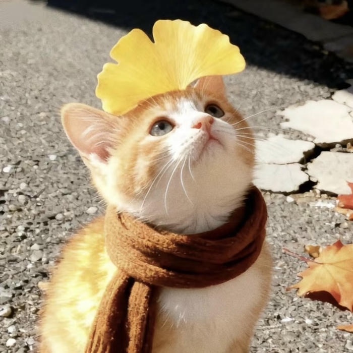 hình ảnh mèo dưới nắng vô tri avatar