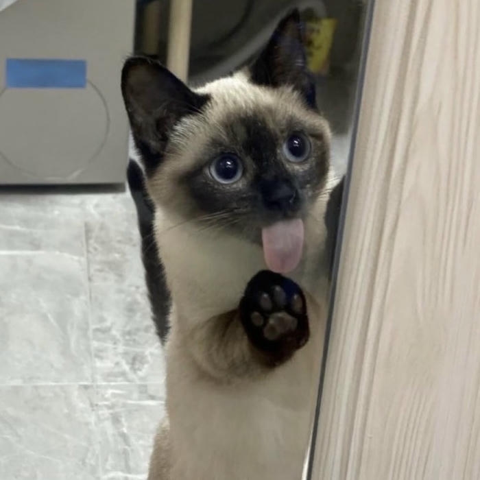 hình ảnh mèo vô tri avatar đứng cửa