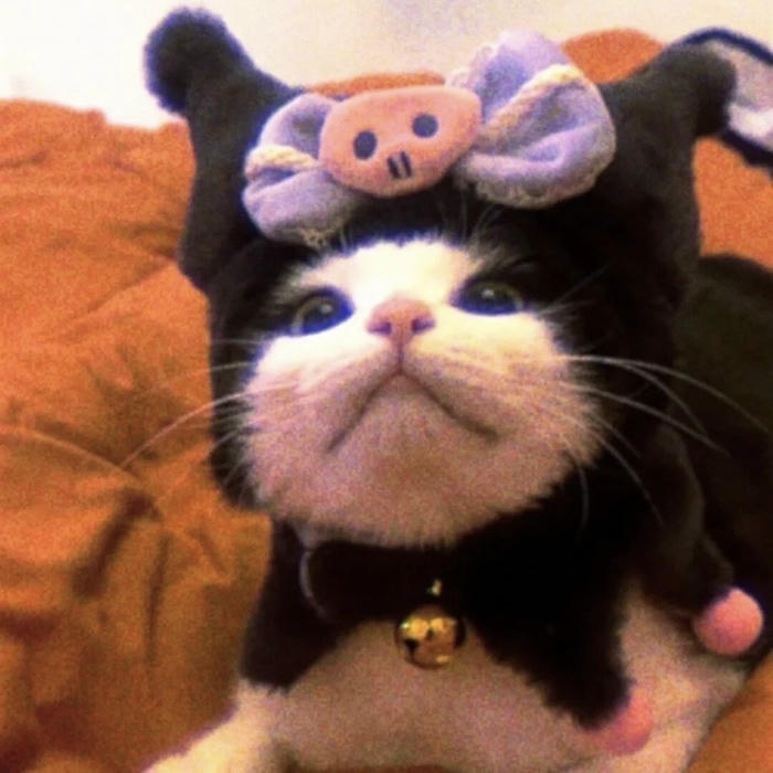 hình ảnh mèo vô tri avatar