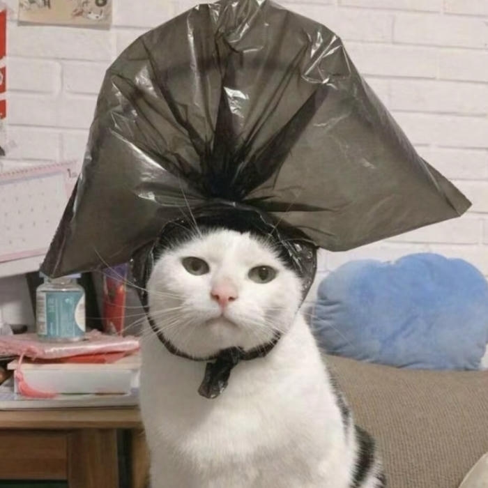 hình ảnh mèo vô tri đội túi bóng avatar