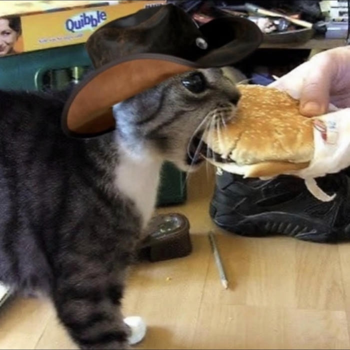 hình mèo avatar vô tri ngoạm miếng to