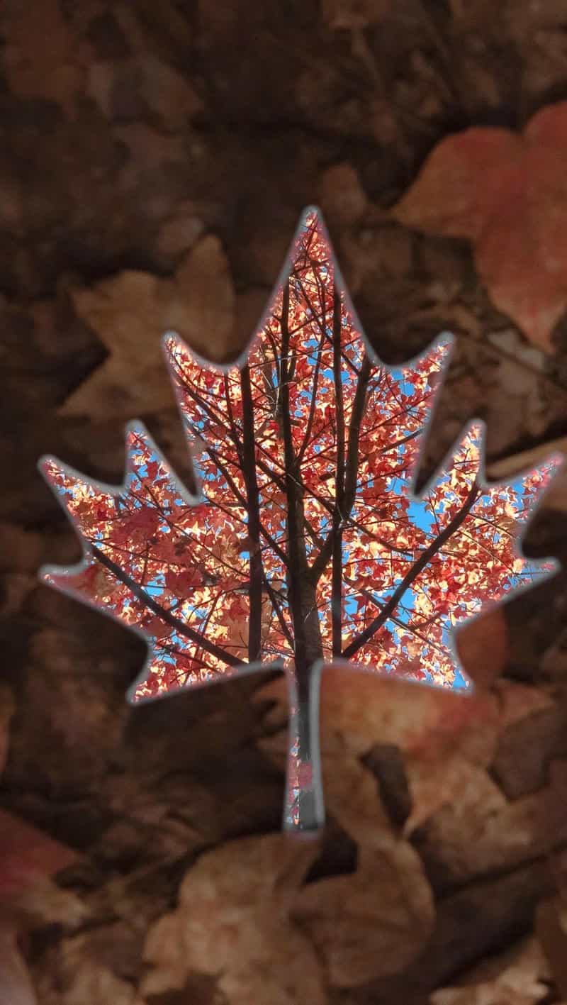 hình nền điện thoại cánh đồng lá rụng