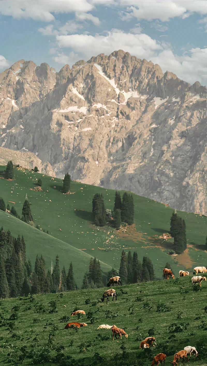 hình nền điện thoại dãy núi xa xa