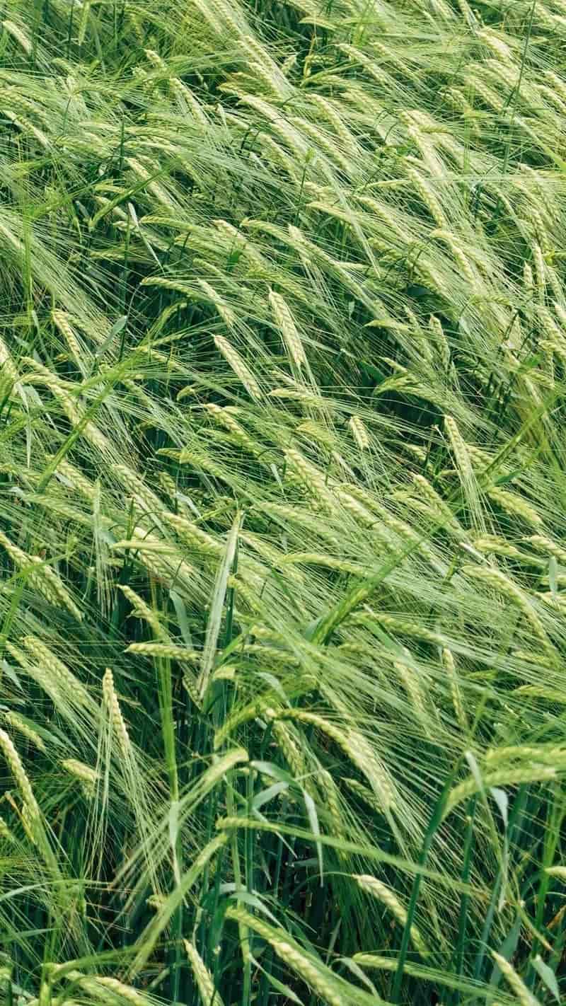 hình nền điện thoại rừng mưa nhiệt đới