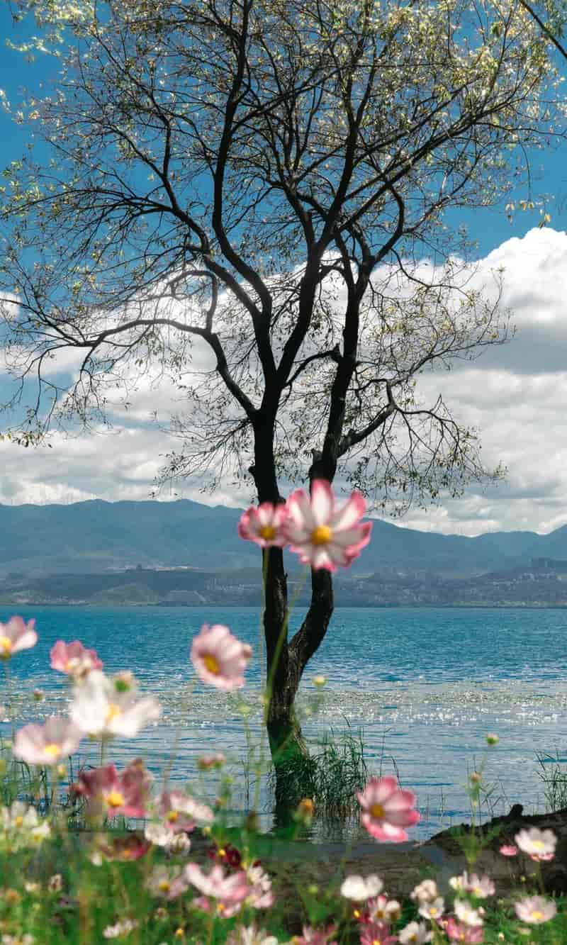 hình nền điện thoại thiên nhiên 4K sắc nét