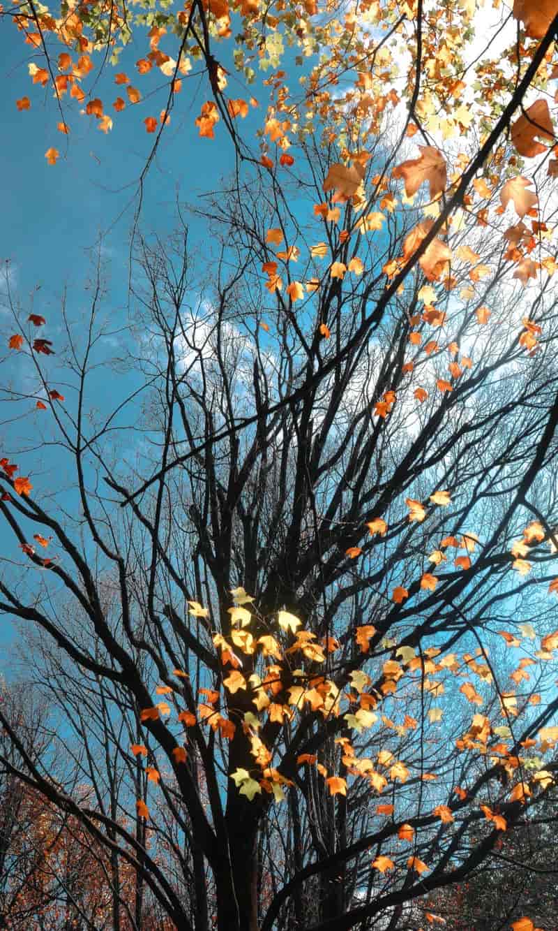 hình nền điện thoại thiên nhiên hoang dã