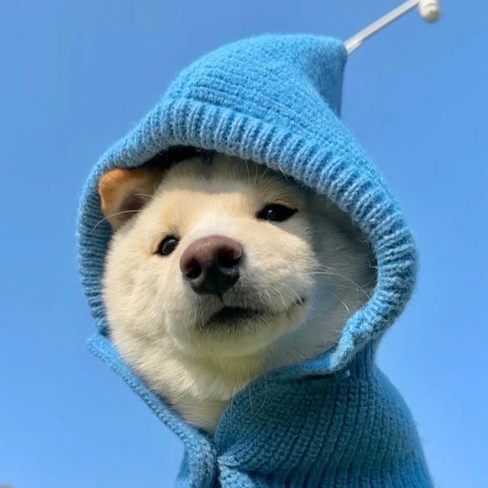 mạng xã hội ưa chuộng avatar con chó