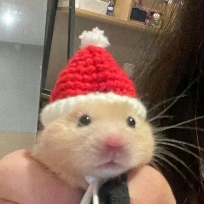 meme chuột hamster cười