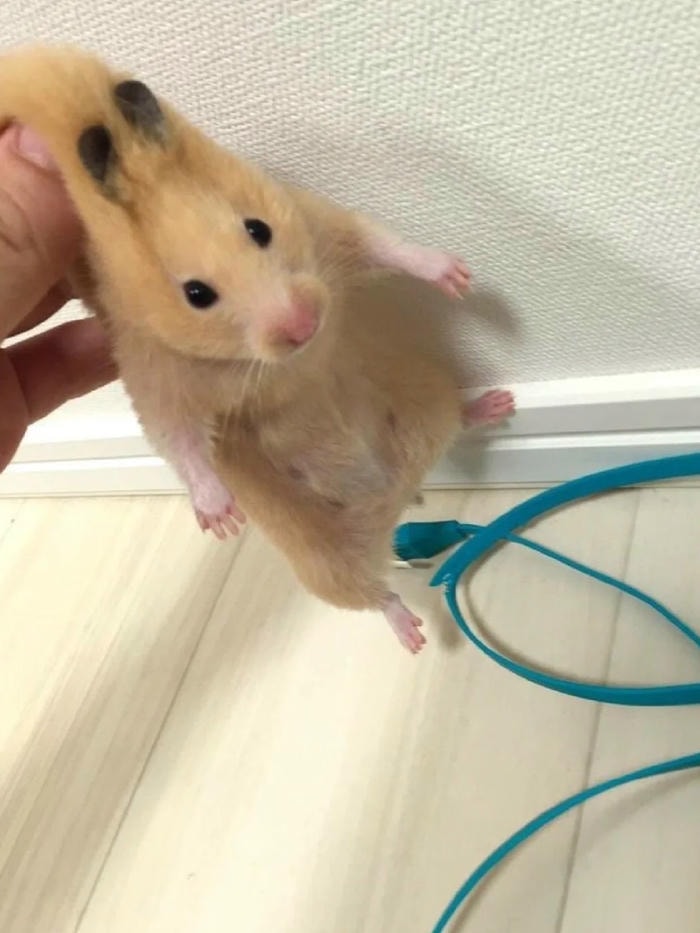 meme chuột hamster đáng yêu