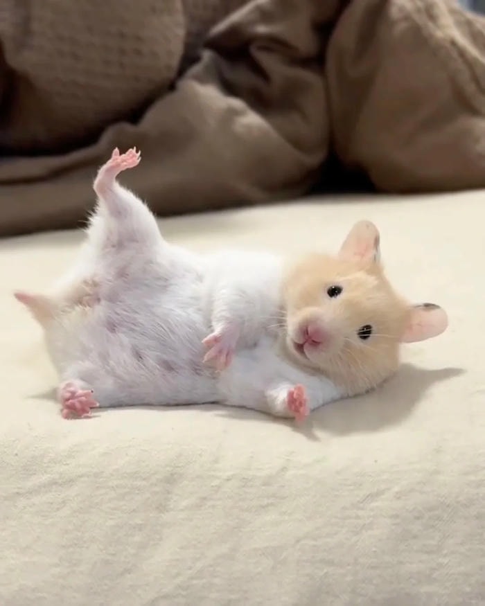 meme chuột hamster
